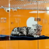 гостиница для животных bookingcat на дмитровском шоссе изображение 4 на проекте moedegunino.ru