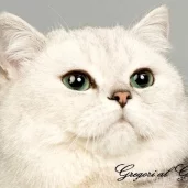 питомник британских кошек gregori al gato изображение 6 на проекте moedegunino.ru