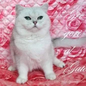 питомник британских кошек gregori al gato изображение 7 на проекте moedegunino.ru