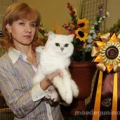питомник британских кошек gregori al gato изображение 8 на проекте moedegunino.ru