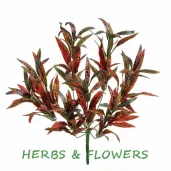 склад herbs&flowers изображение 7 на проекте moedegunino.ru